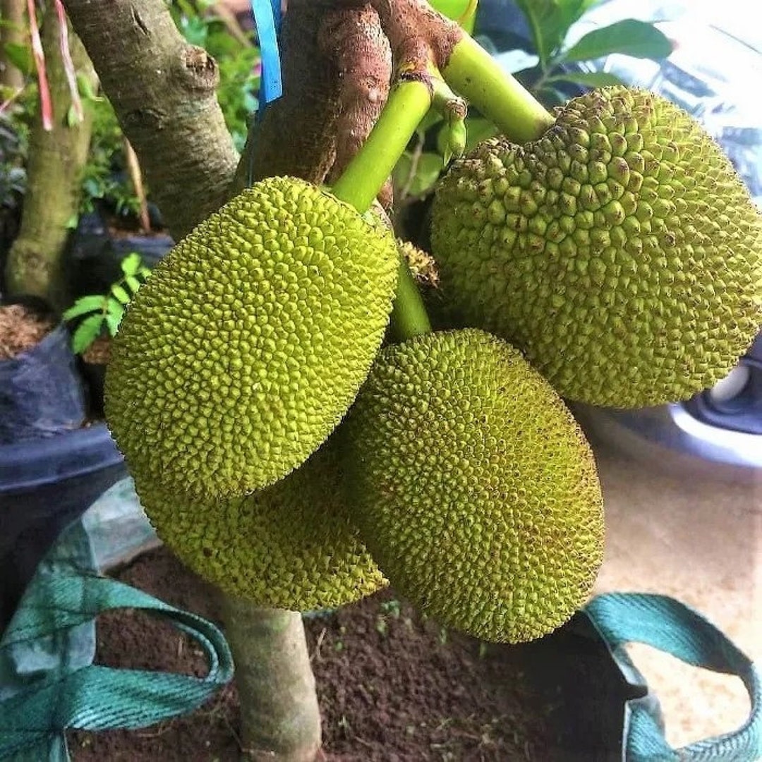 Grafted Mini Jackfruit Fruit Trees Fast Shipping Etsy