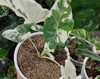 Alocasia Macrorrhiza Variegated Free Phytosanitary Certificate Fast Shipping by DHL