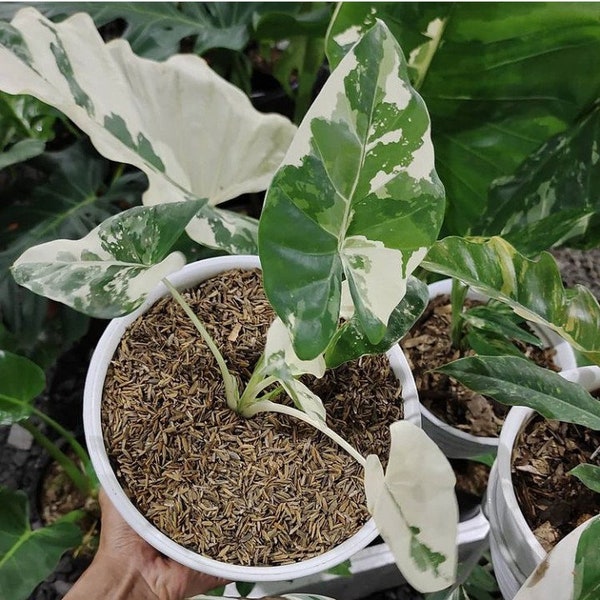 Alocasia Macrorrhiza Variegated Free Phytosanitary Certificate Fast Shipping by DHL
