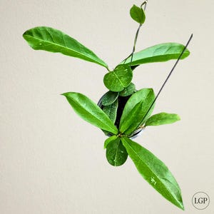 Hoya Buntokensis Green Leaves The most unique Hoya flower Rare to find!