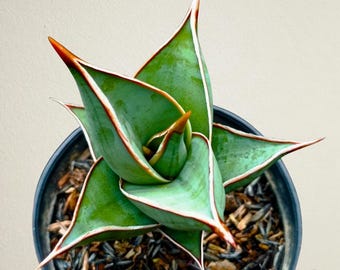 Sansevieria Pinguicula Black Free Phytosanitary Certificate Fast Shipping