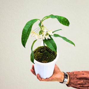 Hoya Multiflora The most unique Hoya flower Rare to find! Free Phytosanitary Certificate Fast Shipping