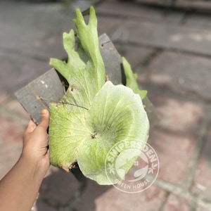 Platycerium Holttumii, The most unique to find!  Fast Shipping