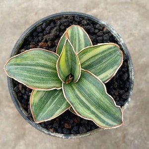 Sansevieria Blue Leaf Variegated Free Phytosanitary Certificate Fast Shipping