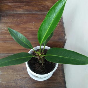 Machette en anthurium (Golok) Certificat phytosanitaire gratuit Expédition rapide