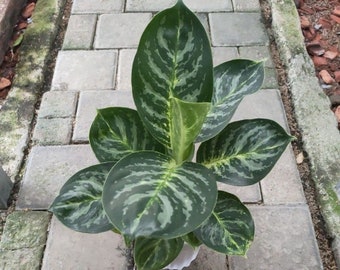 Wholesale Aglaonema Green Cobra Beautiful Leaves Rare to find! Free Phytosanitary Certificate Fast Shipping
