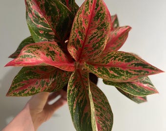 特価 朝方迄限定特価 Aglaonema pictum 【Weed】 s-l400.jpg