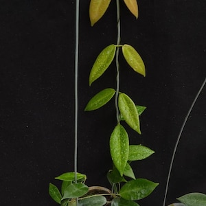 Hoya Patella sp Papua Free Phytosanitary Certificate Fast Shipping