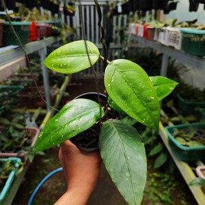 Hoya Sp Aceh Gomas The most unique Hoya flower Rare to find! Free Phytosanitary Certificate Fast Shipping