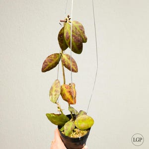 Hoya Waymaniae Red Free Phytosanitary Certificate Fast Shipping