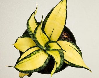 Sansevieria Golden Wendys Free Phytosanitary Certificate Fast Shipping