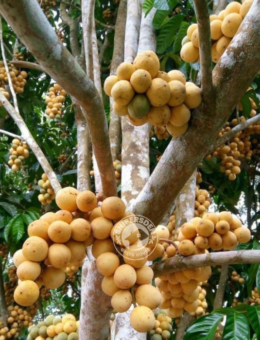 Lanzones Fruit For Sale Near Me Buy Store instrumentation.kmitl.ac.th