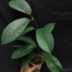 Hoya Albiflora sp Papua Certificado Fitosanitario Gratuito Envío Rápido