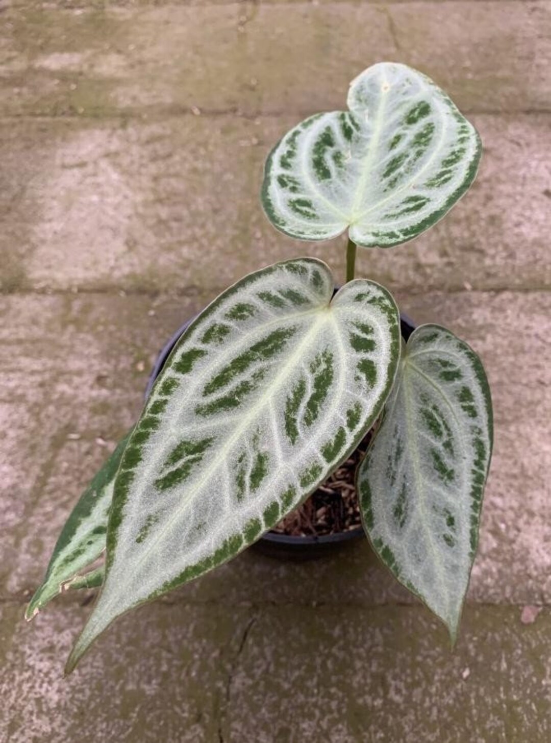 Anthurium Silver Chrome Free Phytosanitary Certificate Fast Anthurium Silver Chrome Free Phytosanitary Certificate Fast