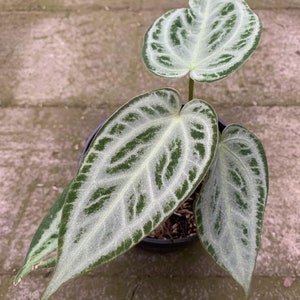 Anthurium zara x anthurium michelle - Etsy 日本