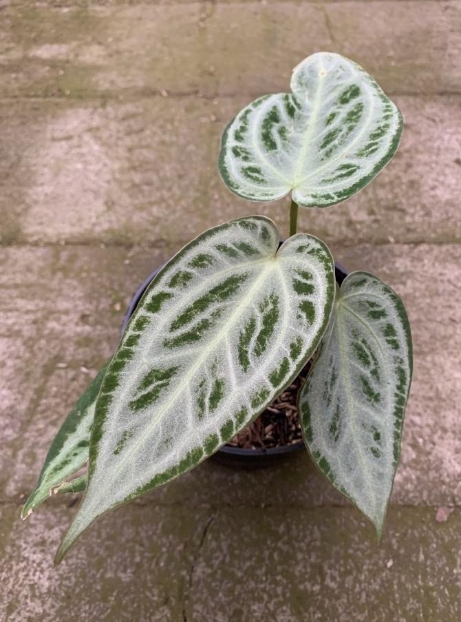 Anthurium zara x anthurium michelle - Etsy 日本 Anthurium zara x anthurium michelle - Etsy 日本