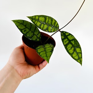 Hoya Callistophylla Black Cat Die einzigartigste Hoya-Blume Seltenes kostenloses pflanzengesundheitliches Zertifikat Schneller Versand