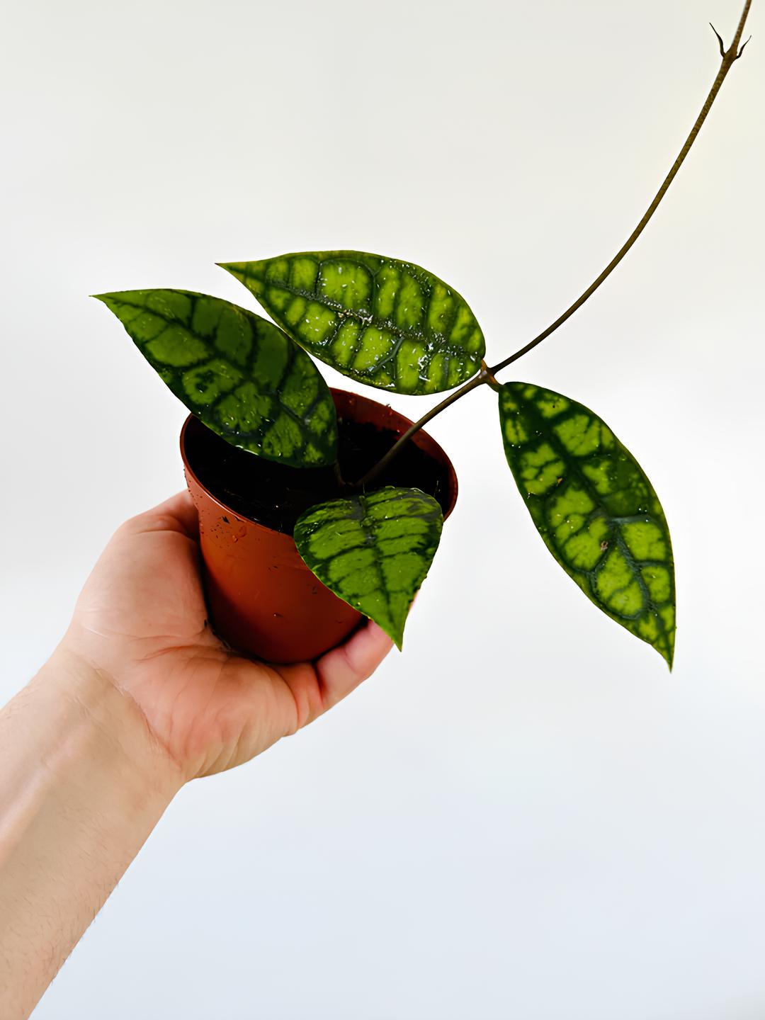 Hoya meredithii - Etsy 日本