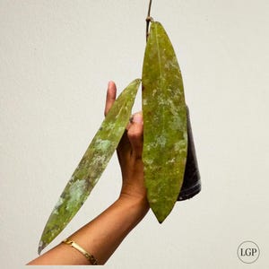 Hoya Kaikoeana Free Phytosanitary Certificate Fast Shipping