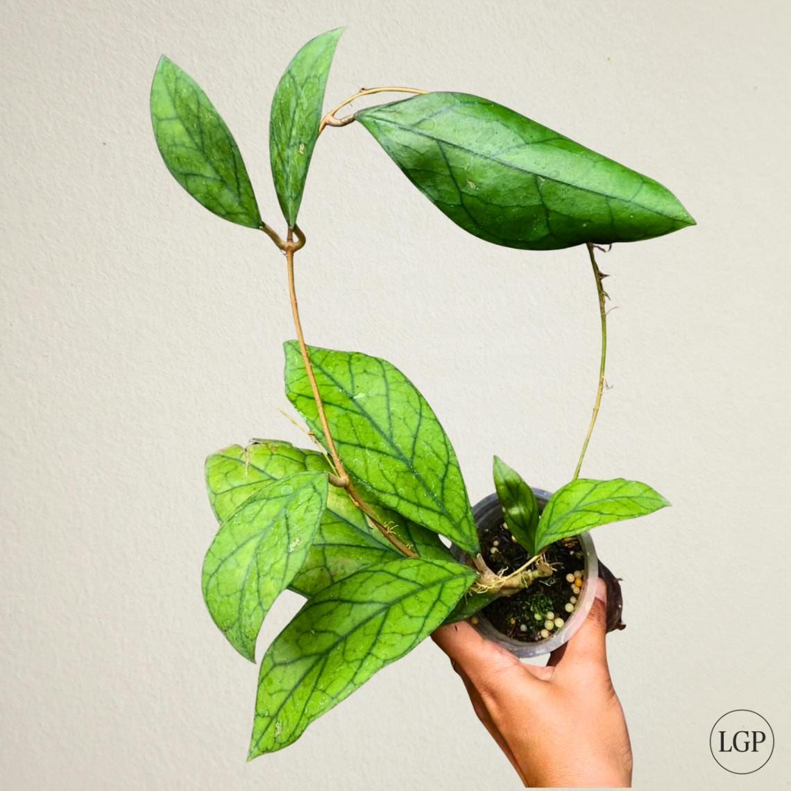 Hoya clemensiorum 'sumatra' - Etsy 日本