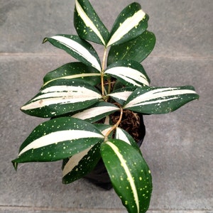 Dracaena Vía Láctea Planta Planta Tropical