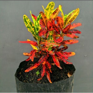 Codiaeum Variegatum Croton Red Chili Free Phytosanitary certificate Fast Shipping