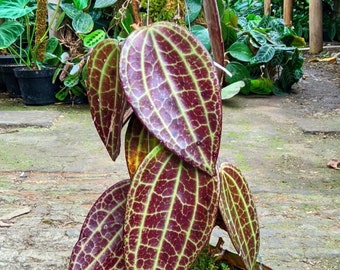 Hoya Macrophylla Red The most unique Hoya flower Rare Free Phytosanitary Certificate Fast Shipping