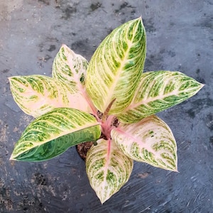Aglaonema Sexyback Beautiful Leaves Rare to find! Free Phytosanitary Certificate Fast Shipping