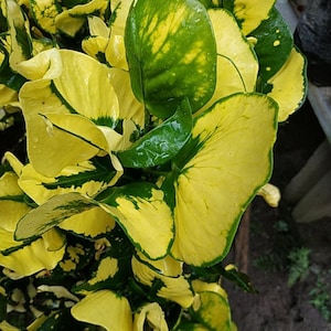 Codiaeum Variegatum Croton Egg Free Phytosanitary certificate Fast Shipping