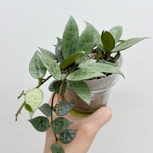 Hoya lacunosa luipaardhuid zeldzame tropische plant
