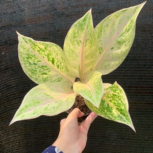 Aglaonema Intan Ice Cream Rare to find! Free Phytosanitary Certificate Fast Shipping