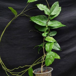 Hoya Campanulata The most unique Hoya flower Rare Free Phytosanitary Certificate Fast Shipping