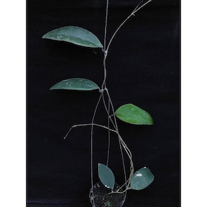 Hoya Towutiensis Die einzigartigste Hoya Blume Selten zu finden! Kostenloser pflanzengesundheitliche Zertifikat Schneller Versand