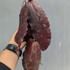 Hoya Undulata Red Leaves Very Cheap Free Phytosanitary Certificate Fast Shipping