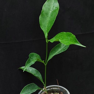Hoya Unirana, una planta con flores únicas y poco común