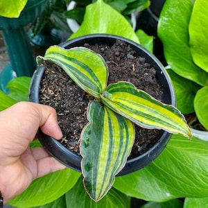Sansevieria Macrophylla Variegated Form Roset Free Phytosanitary Certificate Fast Shipping