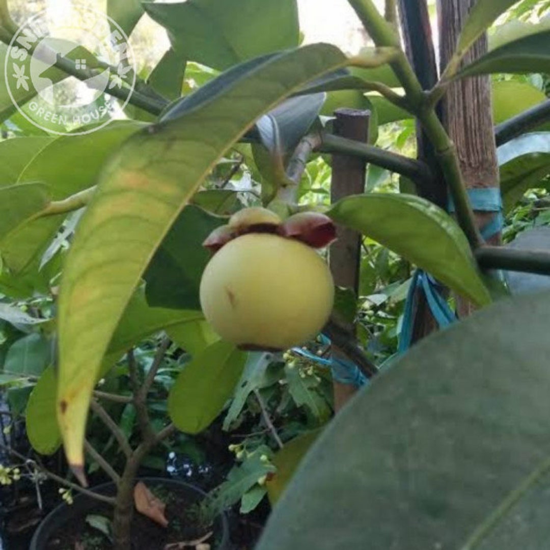 Grafted White Mangosteen Variegated Fruit Trees Fast Shipping Etsy