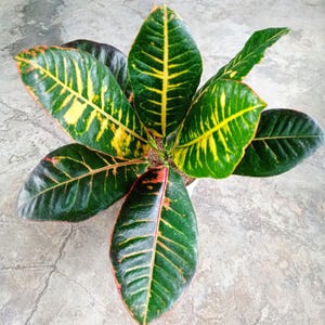 Codiaeum Variegatum Croton Apple Lollipop Free Phytosanitary certificate Fast Shipping