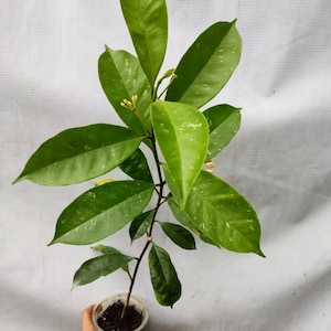 Hoya Ockultata Die einzigartigste Hoya Blume Selten zu finden!