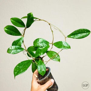 Hoya Erythrina Free Phytosanitary Certificate Fast Shipping