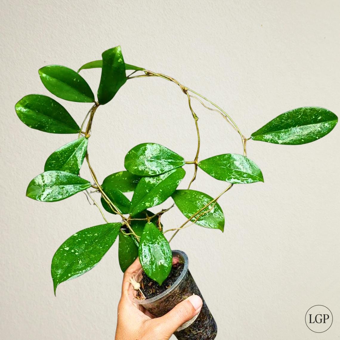 花座つき　レア　ホヤ　エリスリナ hoya erythrinaサクララン 花座つき レア ホヤ エリスリナ hoya erythrinaサクララン