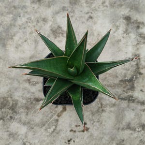 Sansevieria Hybrid Denjaka Free Phytosanitary Certificate Fast Shipping