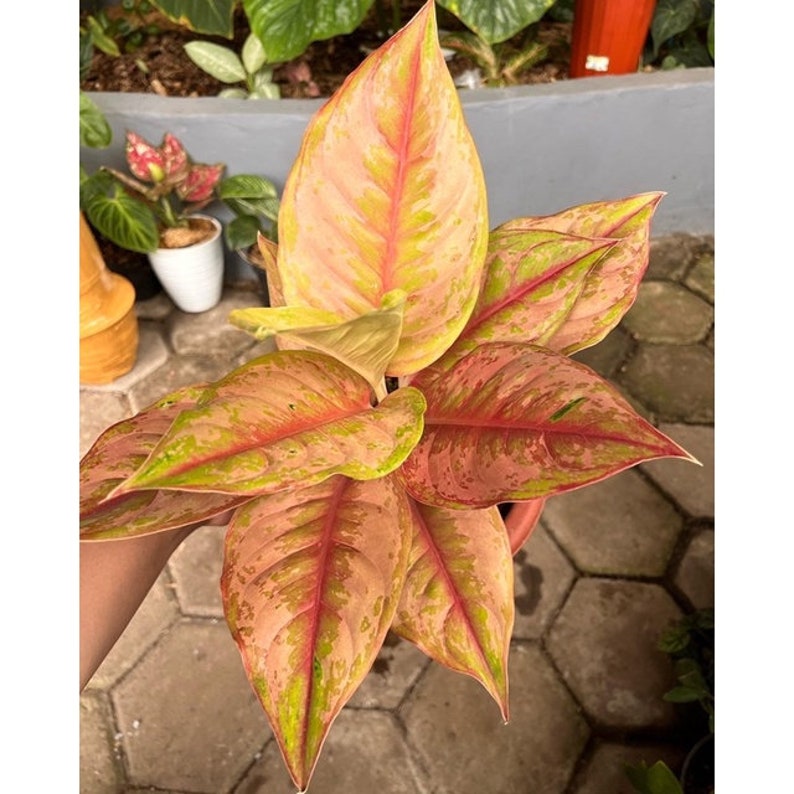 Aglaonema Light Of Diamond Beautiful Leaves Rare to find Free Phytosanitary Certificate Fast Shipping image 2