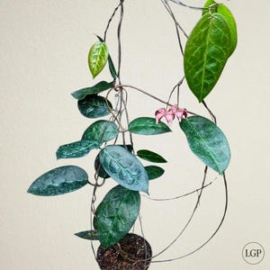 Hoya Megalaster Sp Papua Certificado Fitosanitario Gratuito Envío Rápido