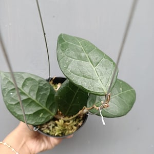 Hoya Verticilata Sp Lampung Rare Hoya Flower with Phytosanitary Certificate