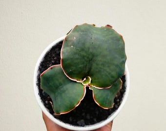 Sansevieria Dragon King Free Phytosanitary Certificate Fast Shipping