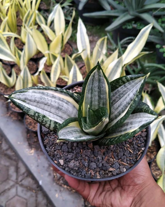 Sansevieria Trifasciata Silver Zebra Free Phytosanitary