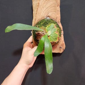 Platycerium Dawboy, The most unique to find!  Fast Shipping