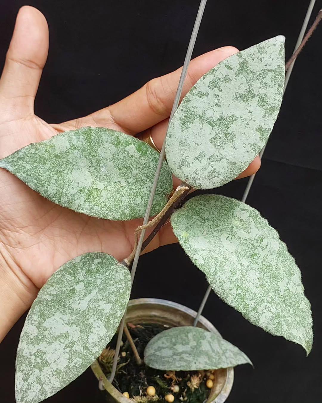 Hoya Caudata Silver - Etsy