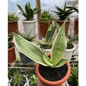 Sansevieria Trifasciata Pearl Young Free Phytosanitary Certificate Fast Shipping